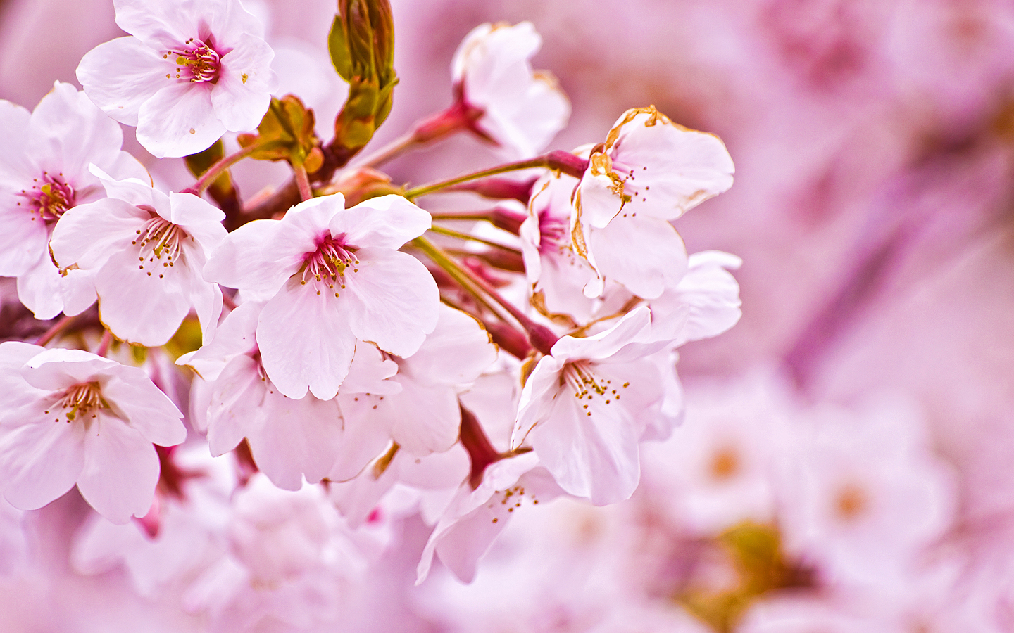Cherry Blossom Free PPT Backgrounds for your PowerPoint Templates